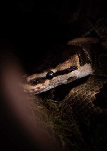 Effy the Royal Python