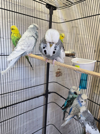 Exhibition budgies