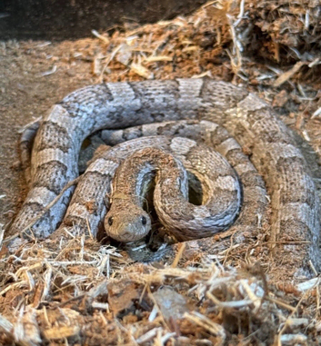 juvenile anery cornsnake in need of a new home