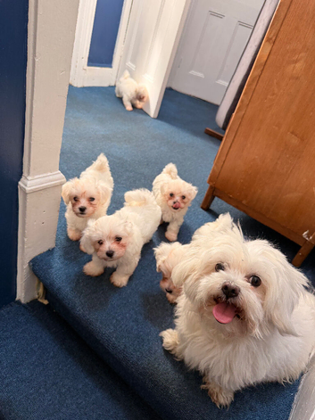 Bichon maltese