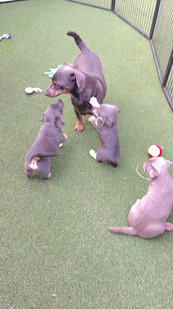 Lilac/ Blue and tan Jack Russell puppies
