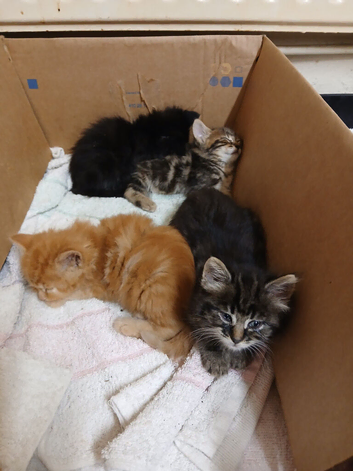 4 kittens
