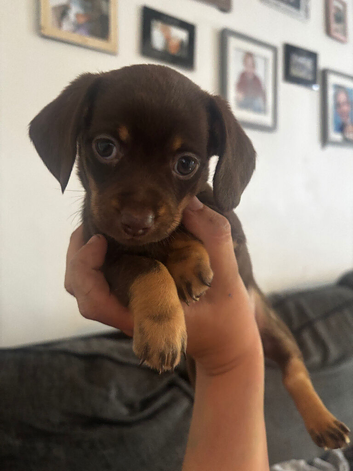 chiweenie last girl ready now