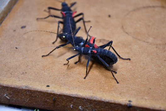 Eggs and Nymphs