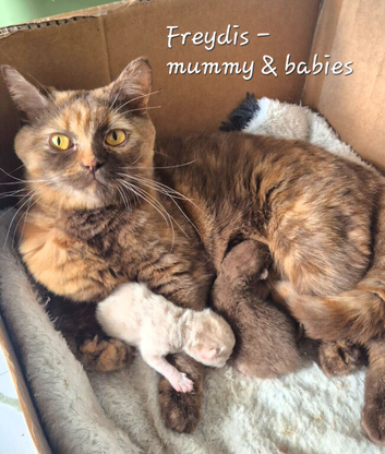 Champion Pedigree TICA Registered Kittens