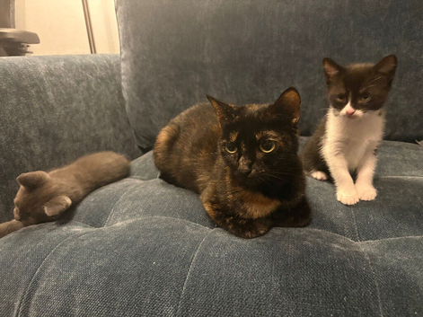 Female kitten