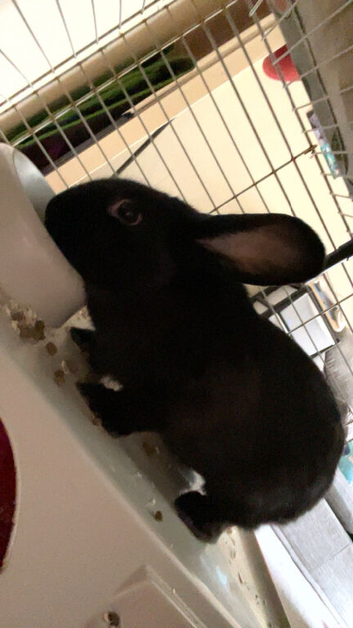 Black male rabbit 7 months old