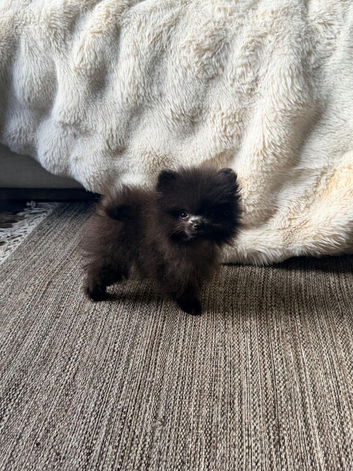 Tea cup Pomeranians