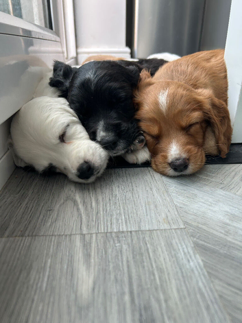 Sprocker Spaniel Puppies