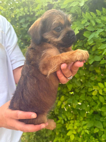 French bulldog X toy poodle