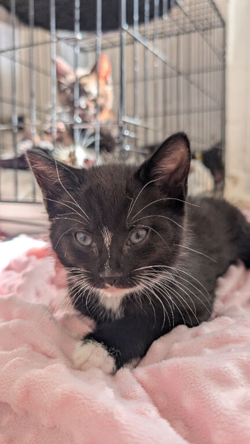 Lovely kittens ready now- urgent x