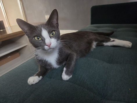 Beautiful Kittens (last boy left)