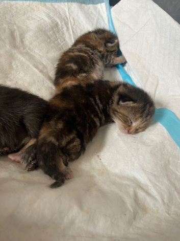 Lovely Kittens Looking for Loving Homes ️