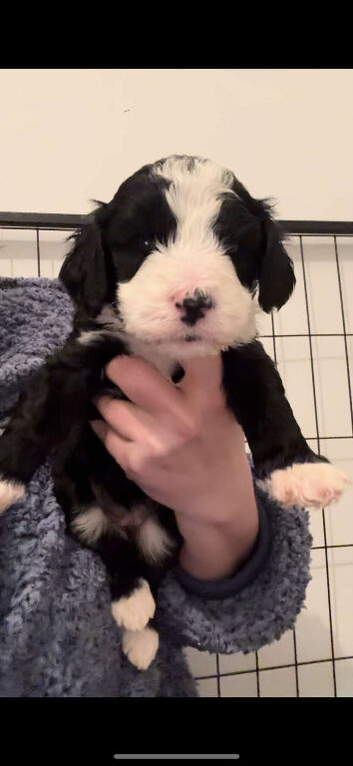 Sheepadoodles due in june