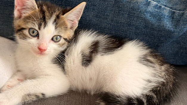 Kittens ready for pickup