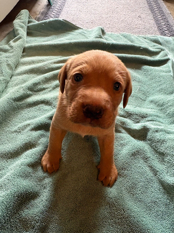 Gorgeous fox red/ black kc registered Labrador puppies