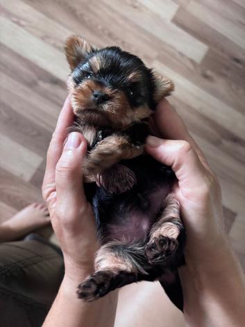 TOY SIZE YORKSHIRE TERRIER BOYS