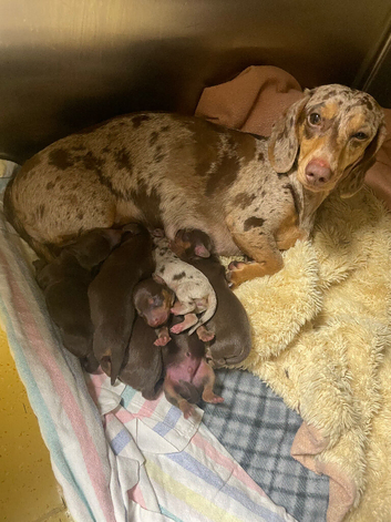 Beautiful Miniature Dachshund puppies