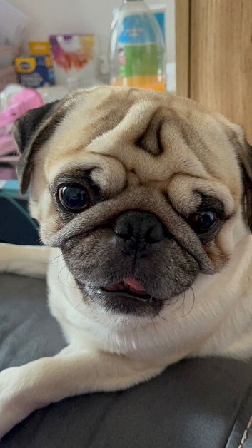 Amazing, sweet. PUG boy almost 2 loves people & other dogs