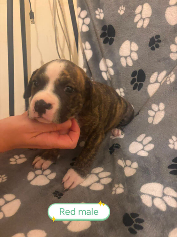 Beautiful mixed breed puppies