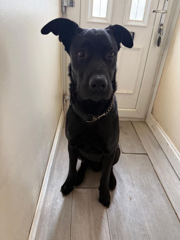 Cane corso x Belgian malinois