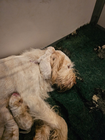 Italian Spinone