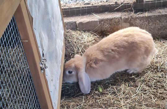 Cream mini lop female