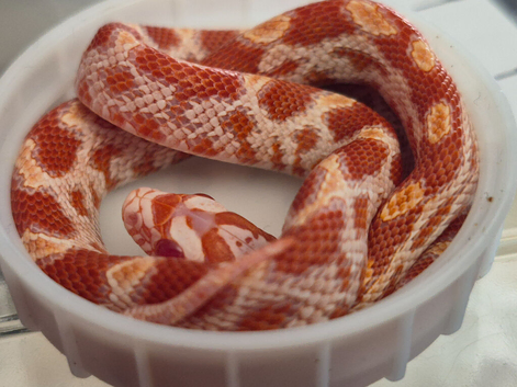 baby cornsnakes ,amel tessara 2026