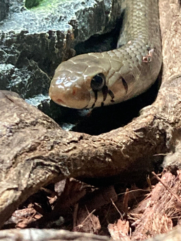 UNICOLOUR CRIBO