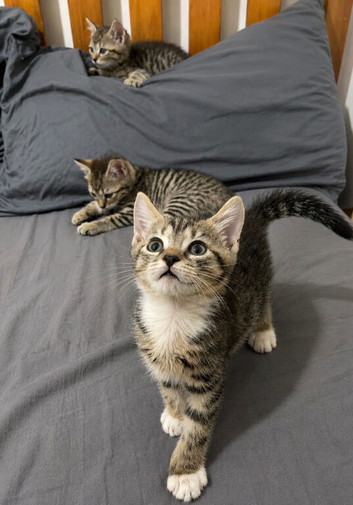Ready to leave now!! 5 beautiful!! British  Shorhair x kittens