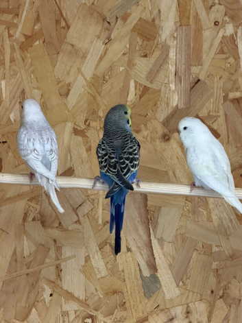 Young baby budgies various colours
