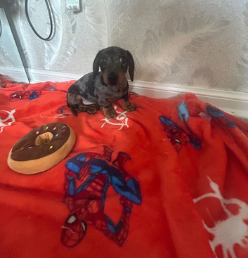 Lovely miniature dachshund