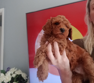 Labradoodle x Toy maltipoo Health Tested