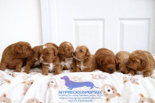 Miniature F1 labradoodle