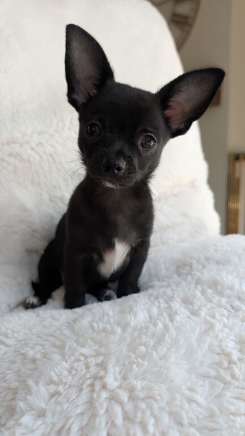 KC reg beautiful chihuahua puppies X2 boys left