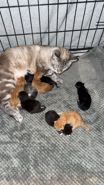Bengal cross kittens