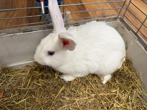 Selling beautiful 3 adult rabbit
