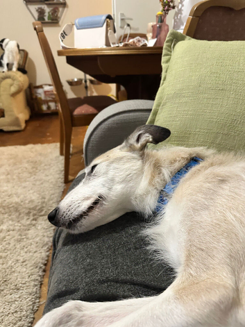 Male lurcher