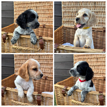 Cocker Spaniel Puppies Ready Now