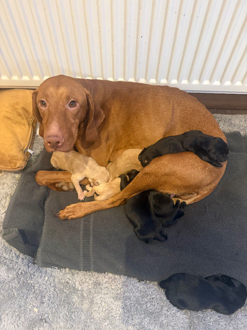 Fabulous bunch of Vizslador puppies