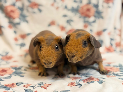 Pair of 11 weeks old baby boys skinny pigs