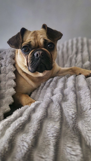 Pug x Frenchie female
