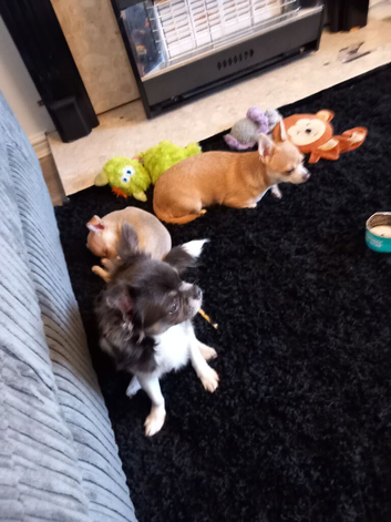 Puppy