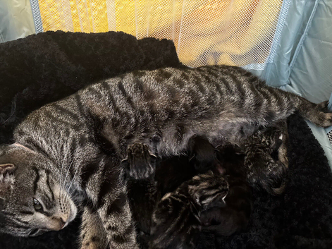 3 loving confident kittens looking for their new homes