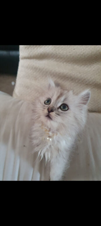 Purr  dolls silver  chinchilla  persian  ragdoll kittens