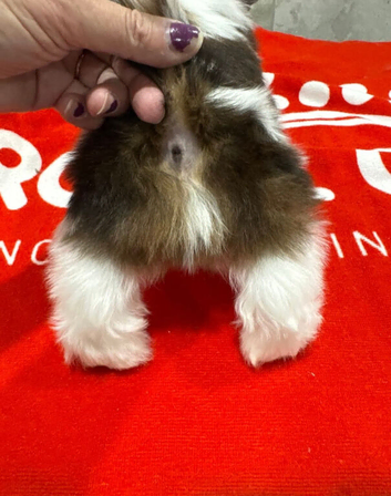 Our remaining boy puppy