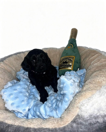 Beautiful cockapoo puppies