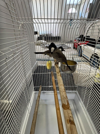 Bulbul available in Liverpool