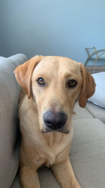 Golden Labrador RetrieverPuppy boy