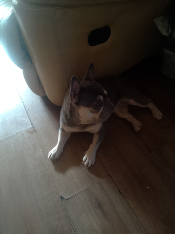 FRENCH BULLDOG